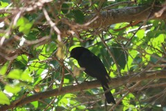 Melaenornis pammelaina