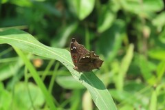 Junonia natalica
