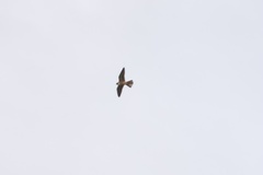 Falco longipennis