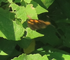 Metisella metis