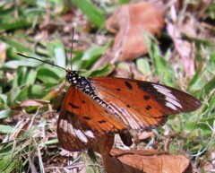 Acraea encedon