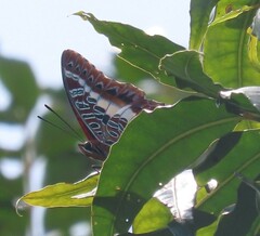 Charaxes brutus