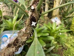 Myrmecodia tuberosa