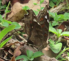 Junonia natalica