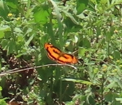 Byblia anvatara
