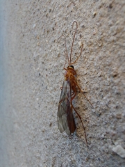 Ophion obscuratus