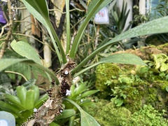Myrmecodia tuberosa