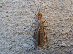 Ophion obscuratus