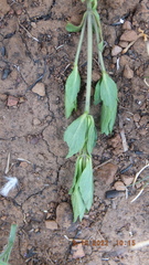 Dyschoriste costata