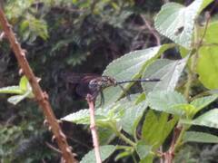 Neodythemis