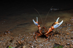 Euastacus urospinosus