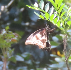 Papilio nireus