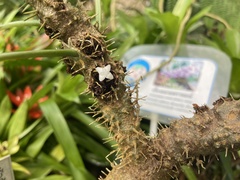 Myrmecodia tuberosa