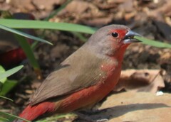Lagonosticta rubricata