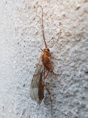 Ophion obscuratus