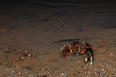 Euastacus urospinosus