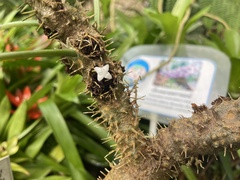 Myrmecodia tuberosa