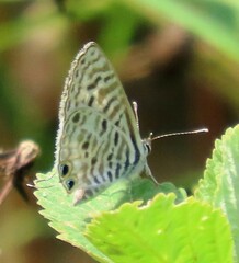 Leptotes
