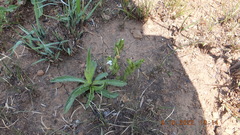 Dyschoriste costata