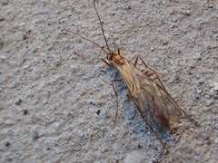 Ophion obscuratus