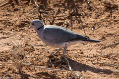 Streptopelia capicola