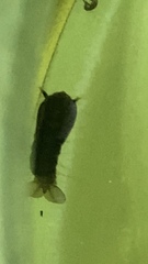 Toxorhynchites speciosus