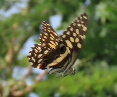 Papilio demodocus