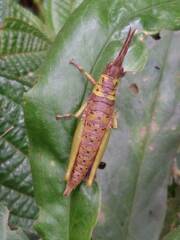 Pyrgomorphidae