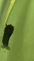 Toxorhynchites speciosus