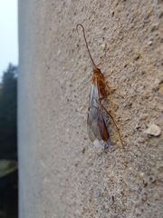 Ophion obscuratus