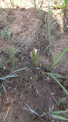Dyschoriste costata