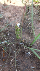 Dyschoriste costata
