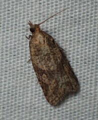 Epiphyas postvittana