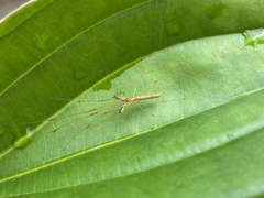 Tetragnatha hasselti