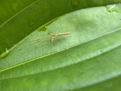 Tetragnatha hasselti