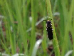 Fulgoridae