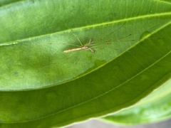 Tetragnatha hasselti