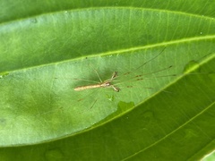 Tetragnatha hasselti