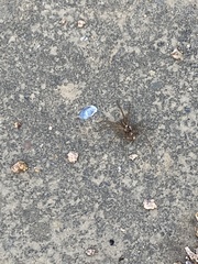 Lycosoidea