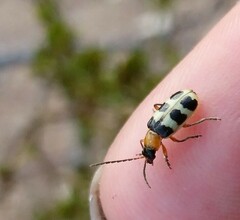 Paranapiacaba tricincta