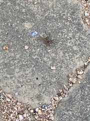 Lycosoidea