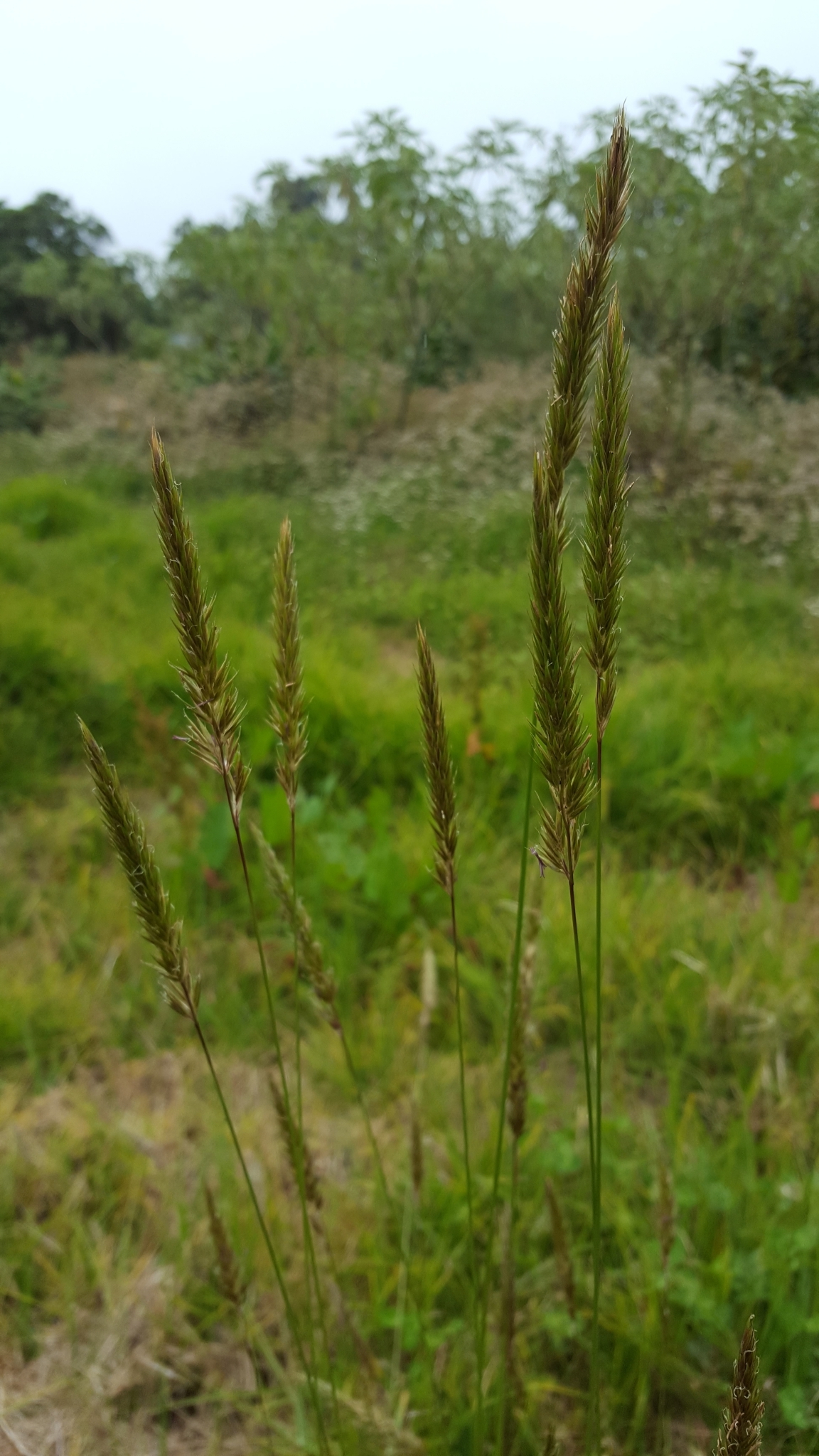 (c) François Rousseu, certains droits réservés (CC BY-NC) https://www.inaturalist.org/observations/139602920