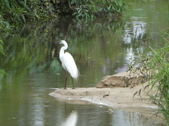 Ardea alba modesta