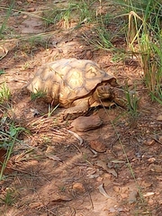 Centrochelys sulcata