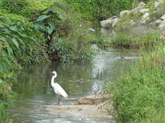 Ardea alba modesta