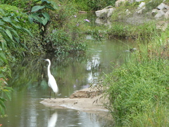 Ardea alba modesta