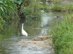 Ardea alba modesta