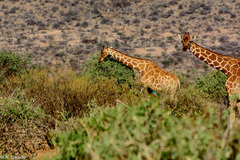 Giraffa camelopardalis reticulata