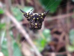 Acrosomoides acrosomoides