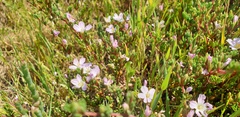Frankenia pauciflora